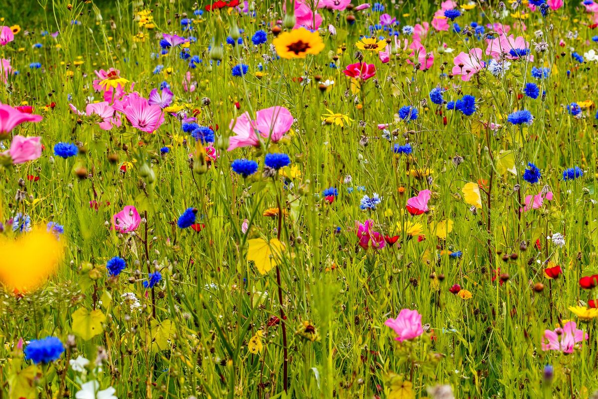A Little Bit About Wildflower Seed