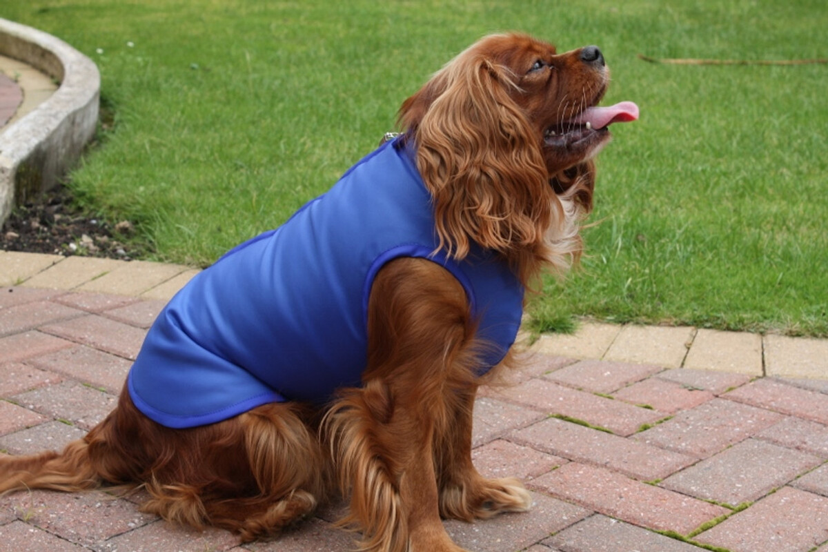 The Value Of Rainproof Dog Coats